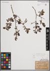 Foto von Salix cinerea L. x Salix nigricans Sm.